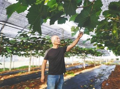陵水芭依花果源“陽光玫瑰”葡萄非常具有競爭力
