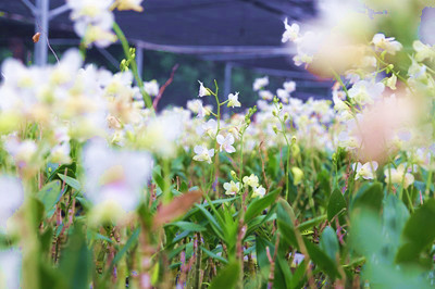 白沙打安鎮(zhèn)引進蘭花種植產(chǎn)業(yè)，幫助村民脫貧致富