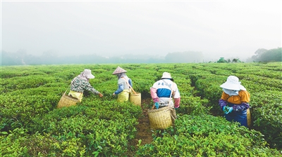 海墾“白沙”綠茶早春茶開采，較內(nèi)地茶區(qū)早兩三個月