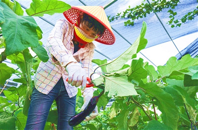 陵水：品質(zhì)和數(shù)量上去了，蔬菜價(jià)格降下來(lái)了