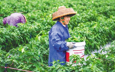 瓊海辣椒陸續(xù)成熟進(jìn)入收獲期，當(dāng)?shù)剞r(nóng)民加緊采摘