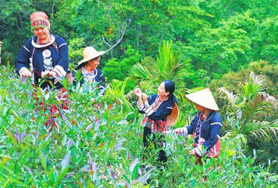 走進(jìn)早春的五指山，去品一品這五指山的早春之茶