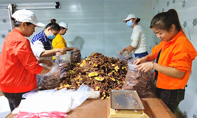 定安：引導企業(yè)堅守品質(zhì)、做強農(nóng)產(chǎn)品品牌