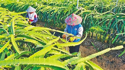 東方樂(lè)安村今年有約100畝燕窩果豐收上市