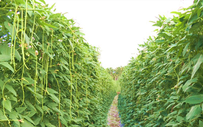 保亭農戶加強田間管理，盼望瓜菜價格回升