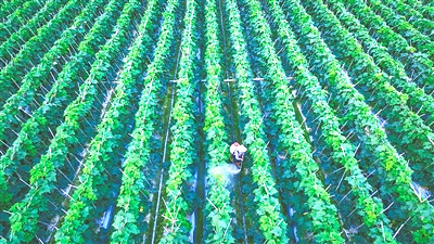定安大力發(fā)展瓜菜種植、淡水養(yǎng)殖等優(yōu)勢(shì)特色產(chǎn)業(yè)