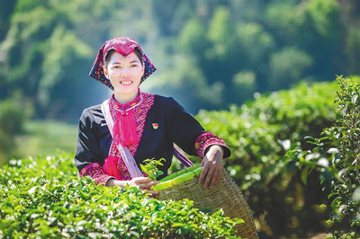 發(fā)展生態(tài)茶產(chǎn)業(yè)，水滿茶產(chǎn)業(yè)發(fā)展持續(xù)向好