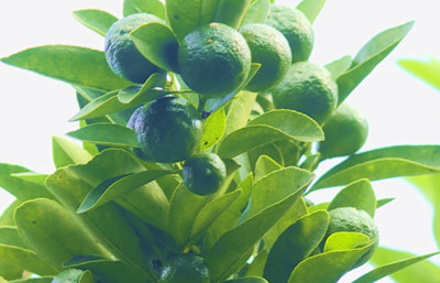 屯昌三發(fā)村：積極發(fā)展金桔種植產(chǎn)業(yè)，村民喜迎豐收