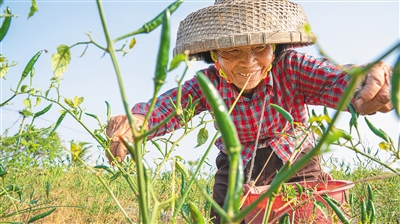 文昌：數(shù)千畝撂荒地全部復(fù)耕，農(nóng)民收益節(jié)節(jié)攀升