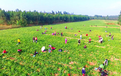 儋州海頭地瓜豐收，種植戶平均每畝增收2000元