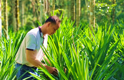 萬(wàn)寧斑蘭種植大鎮(zhèn)，畝產(chǎn)年純收益在5000至10000元