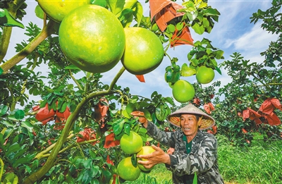 臨高天地人共享農(nóng)莊紅心蜜柚預(yù)計(jì)7月中旬上市