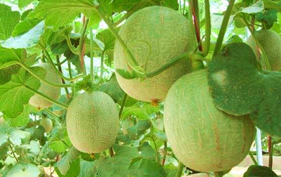 樂(lè)東啟動(dòng)金錢(qián)樹(shù)、蜜瓜地理標(biāo)志產(chǎn)品保護(hù)示范區(qū)創(chuàng)建工作