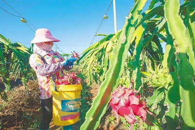 樂東全面推動農(nóng)業(yè)品種培優(yōu)、品質(zhì)提升、品牌打造