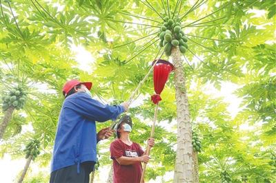 樂東打通農產品上市的運輸渠道，確保農產品上市