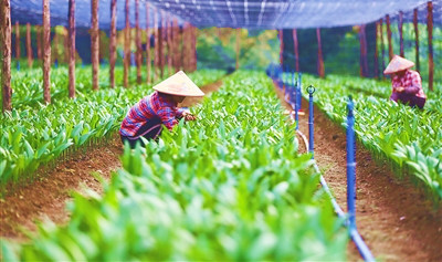 定安：20萬(wàn)株檳榔苗助農(nóng)戶(hù)穩(wěn)產(chǎn)增收