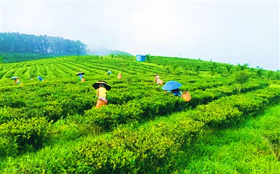 茶葉豐產(chǎn)季節(jié)，白沙各大產(chǎn)葉種植基地忙采摘