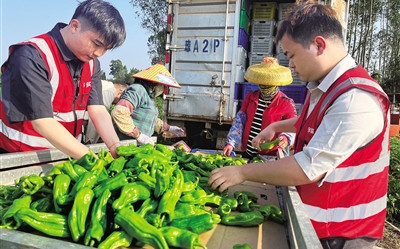 儋州青泡椒搭乘拼多多“暖冬行動(dòng)”銷售專車
