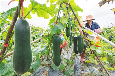 海南瓜菜上市旺季，瓊海市菜農(nóng)們忙管護