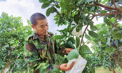 臨高：身價(jià)狂飆成柚中生態(tài)種植蜜柚“出圈”