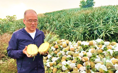 萬寧龍滾菠蘿成批量上市 收購價每斤在1.5元左右