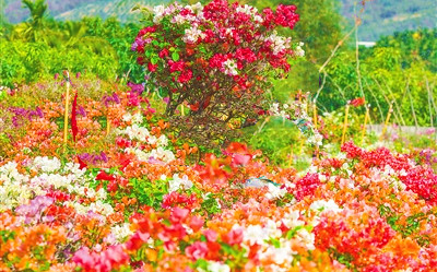 三亞三更村種植三角梅36個(gè)品種，拓寬村民致富路
