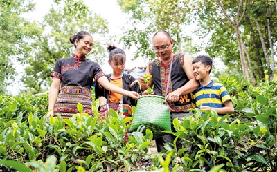 從大學(xué)生到茶農(nóng)，他從種茶到生態(tài)養(yǎng)殖，蹚出一條致富路