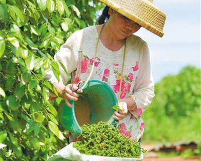 ?？跇?gòu)建胡椒現(xiàn)代化產(chǎn)業(yè)體系，激發(fā)鄉(xiāng)村產(chǎn)業(yè)發(fā)展新活力 