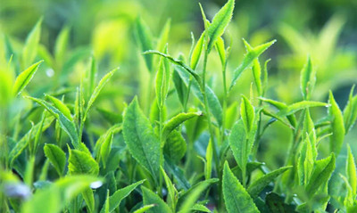 白沙：把茶產(chǎn)業(yè)打造成助農(nóng)增收馳名品牌，打造中國(guó)好茶