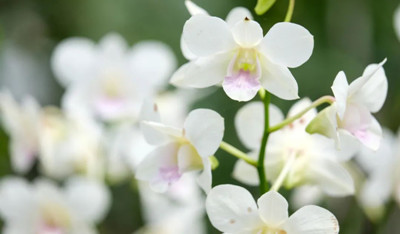白沙：蘭花讓打安鎮(zhèn)集體經(jīng)濟(jì)有了大幅增長