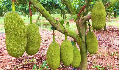 昌江千畝菠蘿蜜迎來大豐收，收購價走俏供不應(yīng)求