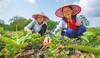 白沙推出早春茶等5張“茶名片”，茶產(chǎn)業(yè)含金量越來越高
