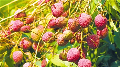 海南荔枝：不斷刷新“早”紀(jì)錄，“早”勢(shì)越來(lái)越明顯