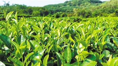 白沙茶產(chǎn)業(yè)“組合拳”出擊，茶葉行情持續(xù)上漲