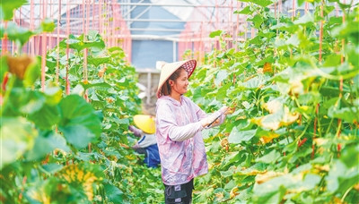 白沙：菌瓜輪作不得閑，就能“多生錢”