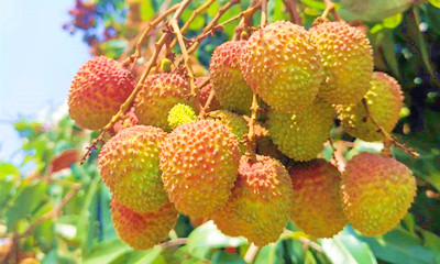瓊海早熟荔枝妃子笑開(kāi)摘，種植面積2000畝