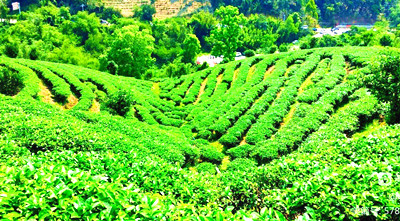瓊中今年將打造千畝有機(jī)茶示范基地