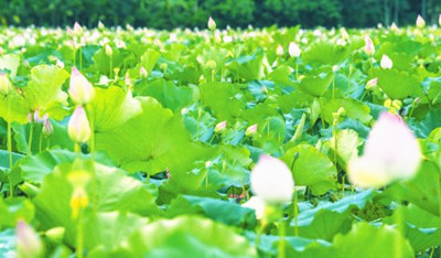 海口池連村擴(kuò)大蓮子產(chǎn)業(yè)種植規(guī)模，打造特色蓮產(chǎn)品品牌