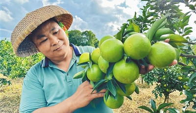 澄邁：進一步推動福橙產(chǎn)業(yè)向做優(yōu)、做強、做大