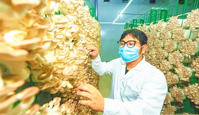 海墾東新推動一場一品建設(shè)，促進(jìn)食用菌種植品牌化發(fā)展