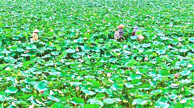 定安縣雷鳴鎮(zhèn)梅種村的荷花種植基地采摘正忙